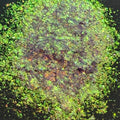 Edith // Hypershift Pigment Flake